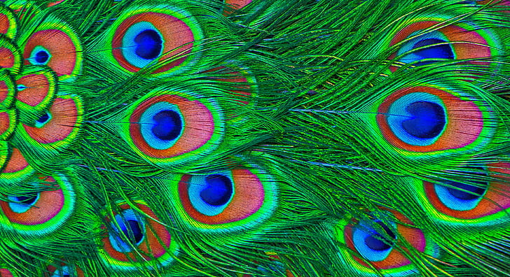 green, blue, and red peacock feathers