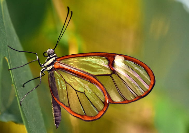 close up photo of brown and black glasswing butterfly on green leaf