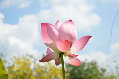 pink lotus flower in close up photography