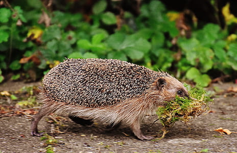 brown hedgehog carrying green grass
