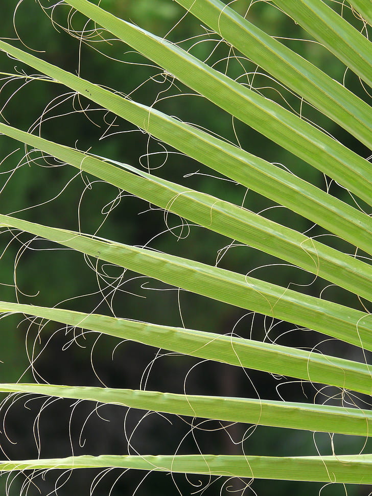 green palm leaf in close-up photography