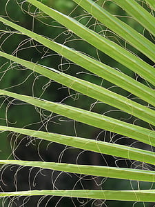 green palm leaf in close-up photography