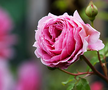 selective focus photography of pink rose flower flower