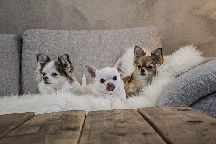 photo of three puppies on sofa near wooden table