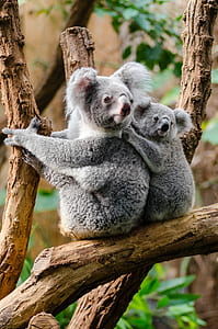koala bears on tree branches