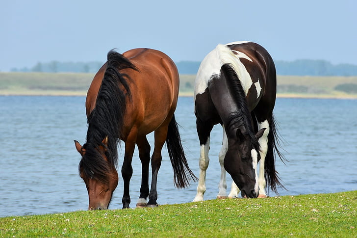 two brown and white horse near body of water during daytime