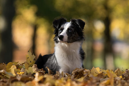 selective focus photography of adult black and white Border collie