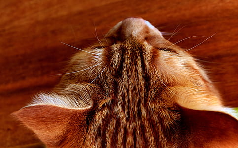 brown tabby cat closeup photography