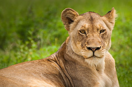 female lion closeup photography