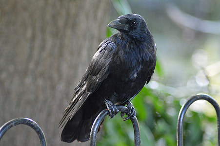 crow on top of black metal fence