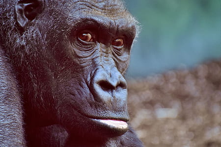 gorilla portrait photo