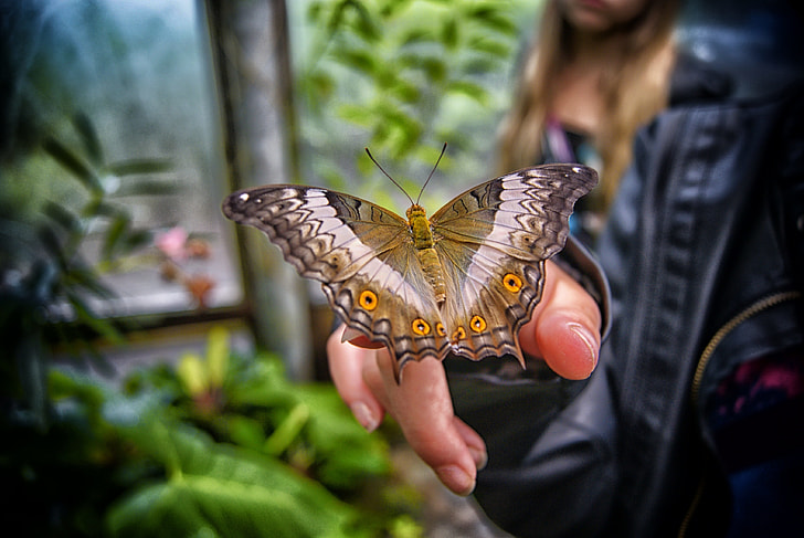 brown and yellow swallowtail butterfly perched on human hand in close-up photography