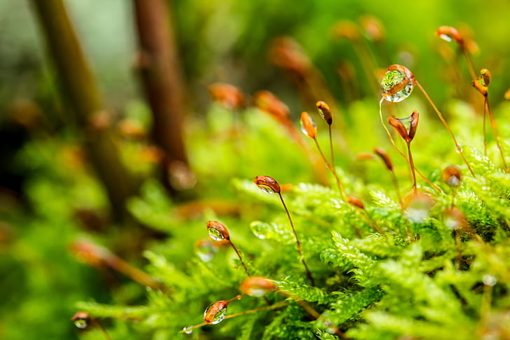 shallow focus photography of water droplets in brown plants