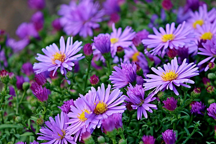 purple flowers photography