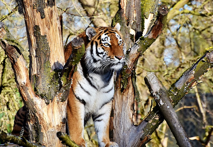 selective focus photography of tiger on tree