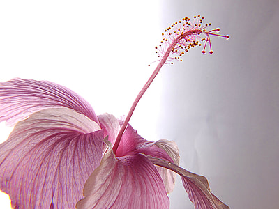 photography of pink hibiscus