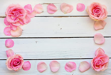 pink rose flower frame
