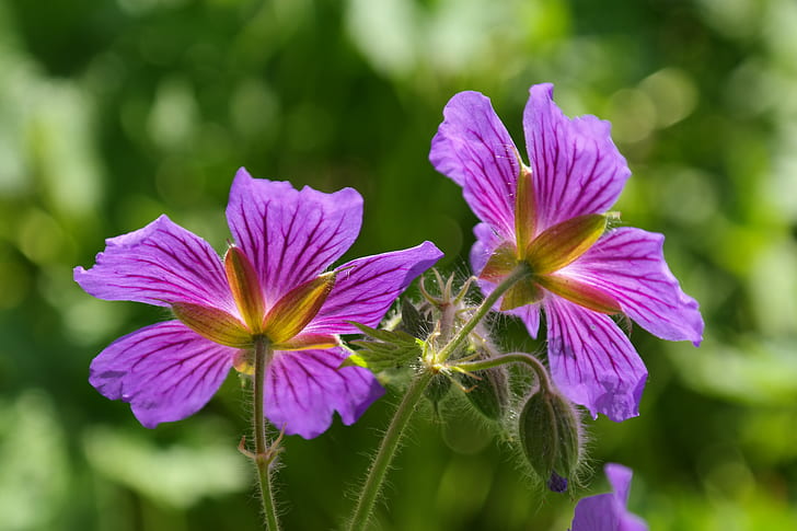 two purple petal flowers