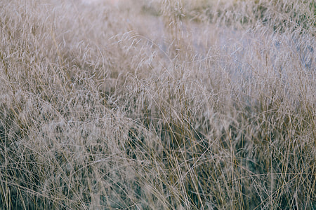 Withered grass