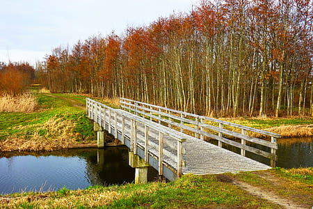 white and gray wooden bridge with tall brown trees during daytime