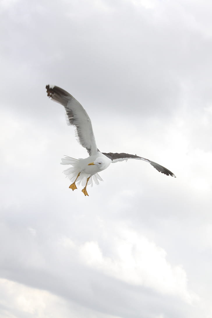 white and black seagull bird flying mid air during daytime