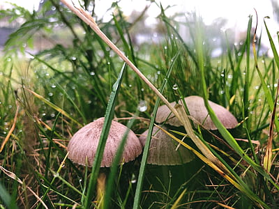 Three Brown Buttom Mushrooms Beside Grasses