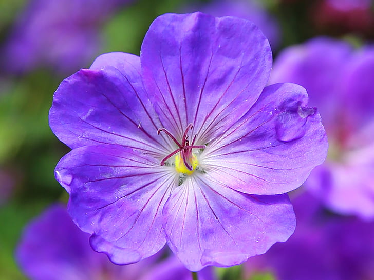 closeup photography of blue impatiens flower
