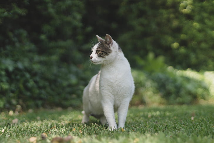 short-fur white and gray cat standing on green lawn grass at daytime