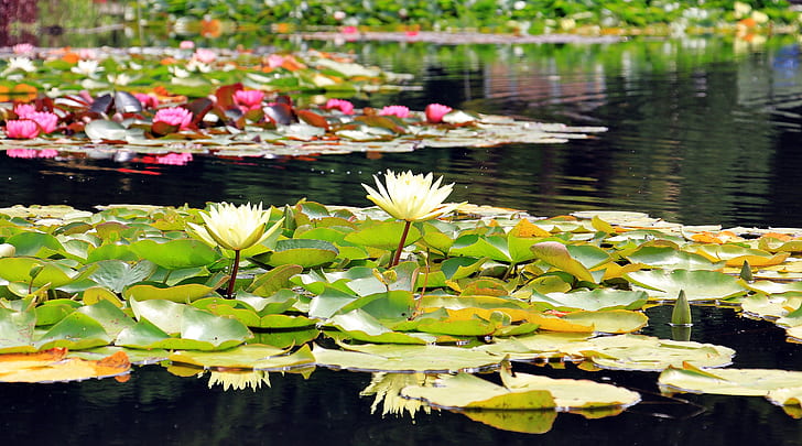 white water lilies on water