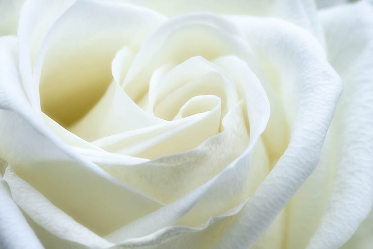 macro photography of white rose flower