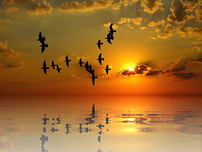 birds over the body of water during sunset