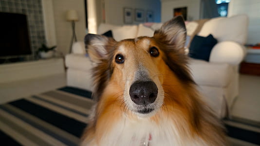 close up photo of brown and white rough collie
