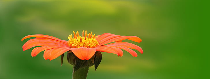 selective focus photography of orange daisy