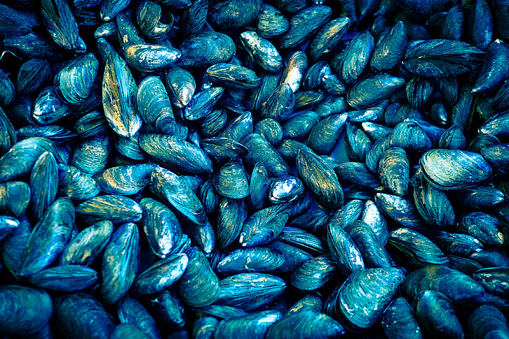Closeup shot of mussels shellfish