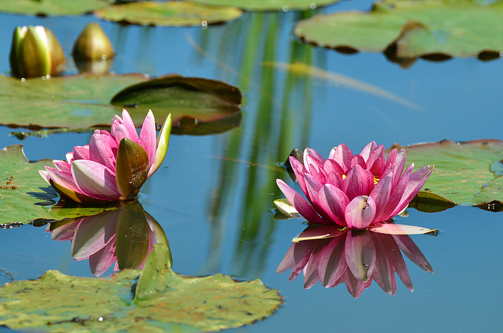 two pink lotus on water