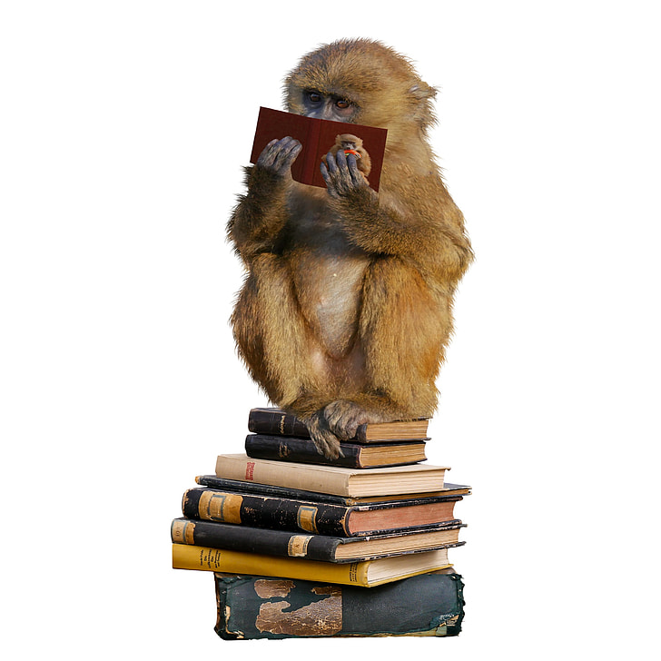 brown monkey reading book white sitting on pile of books