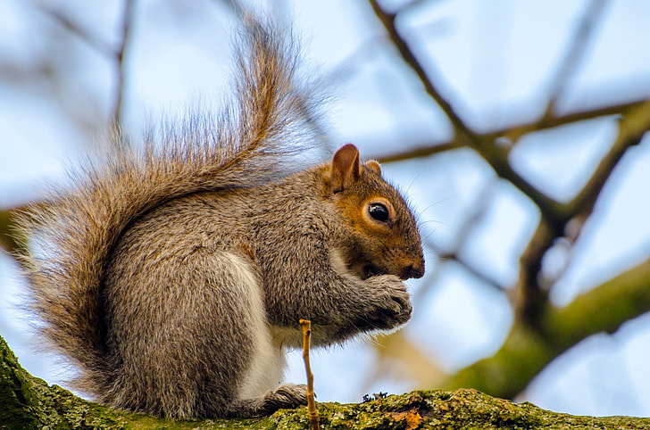 close-up photography of brown squirrel