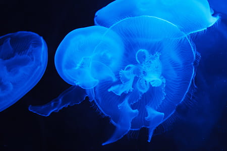 close-up photo of jellyfishes
