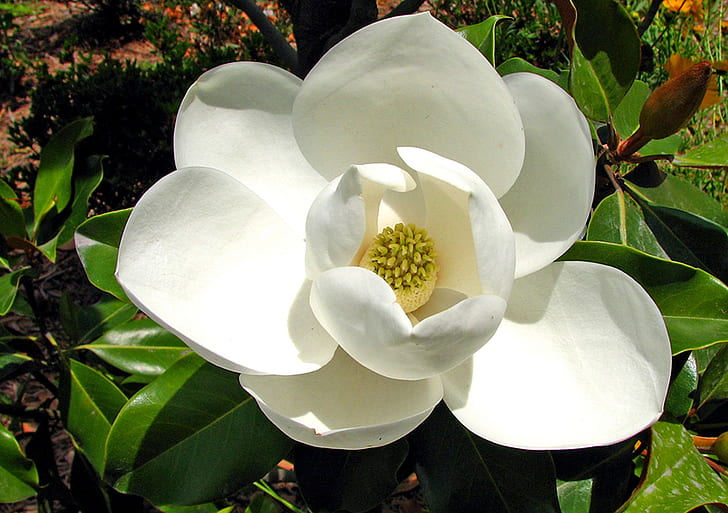 white petaled flower at daytime