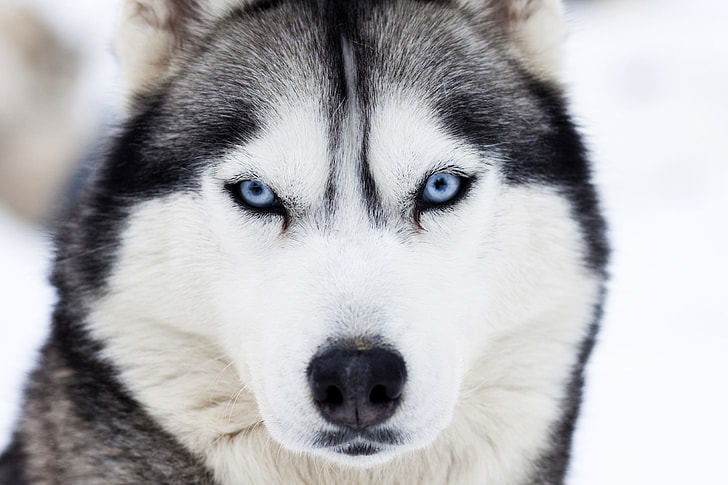 Husky dog in winter snow