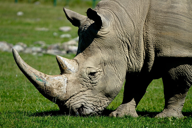 rhinoceros on green grass during daytime