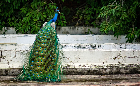 green and blue peacock on stairs