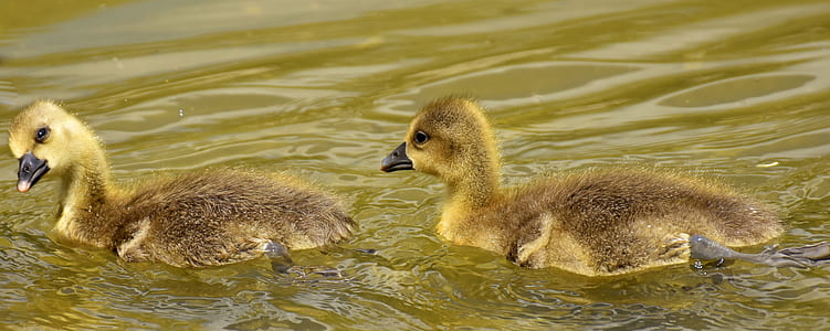 two brown ducks floating on body of water