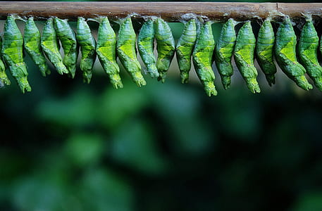 photo of bunch of green pupa on brown stick