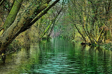 river surrounded by green trees