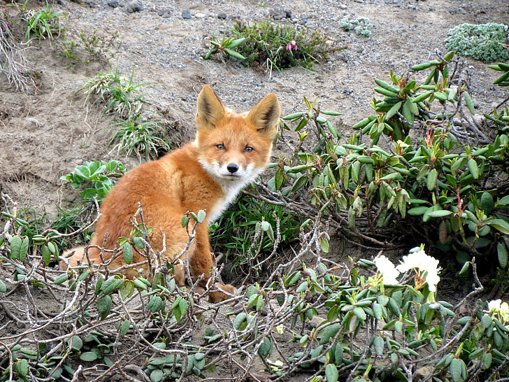 brown fox and green leafed plants