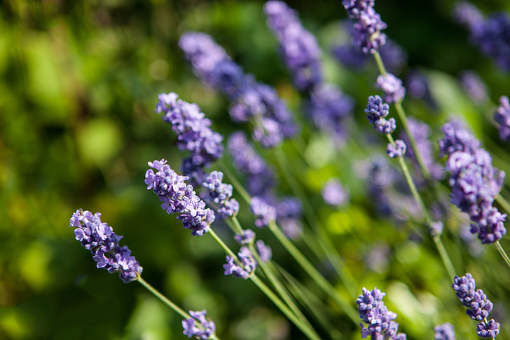 Close-up shot of some Lavender flowers in the Kent countryside in Southern England