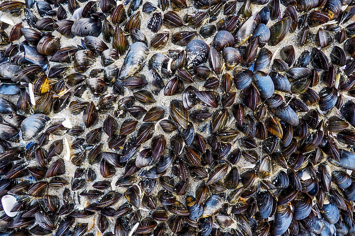 brown mussells