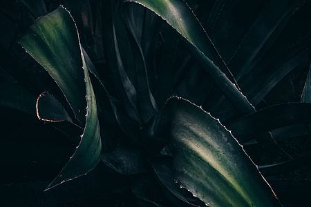 Closeup shot of a plant