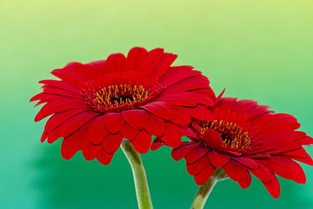 closeup photo of two red petaled flowers